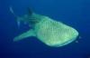 whale sharks maldives