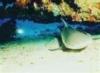 shark mauritius
