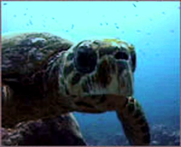 turtle mauritius