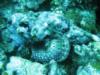 scorpionfish
