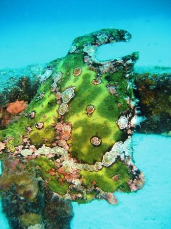 frogfish