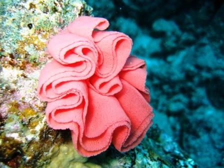 spanish dancer`s eggs