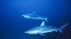 blacktip