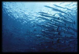 school of fish