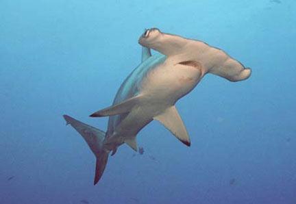 hammerhead