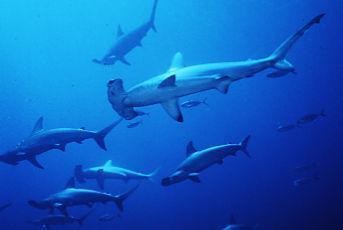 school of hammerhead