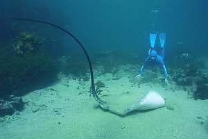 stingray put diver on guard