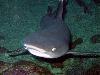 whitetip