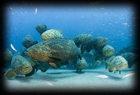 groupers