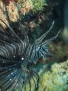 Lion Fish