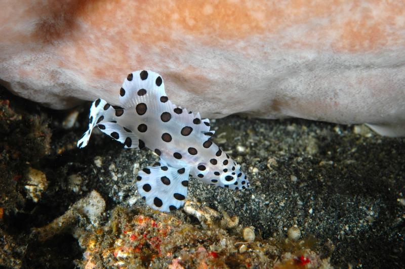 Lembeh Indonesia