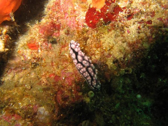 nudibranch