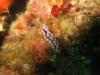 nudibranch