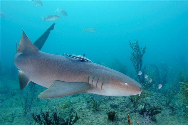 nurse shark