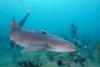 nurse shark