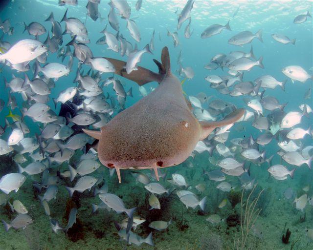 nurse shark