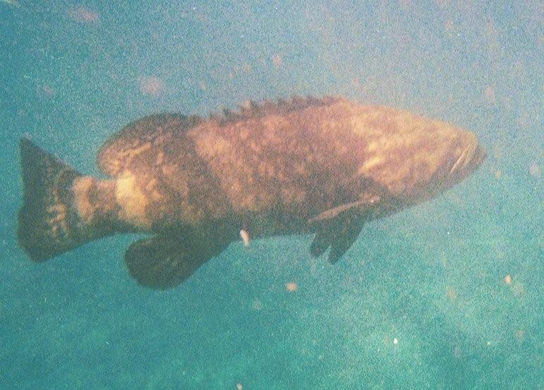 Big ol’ Grouper