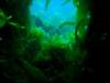 kelp