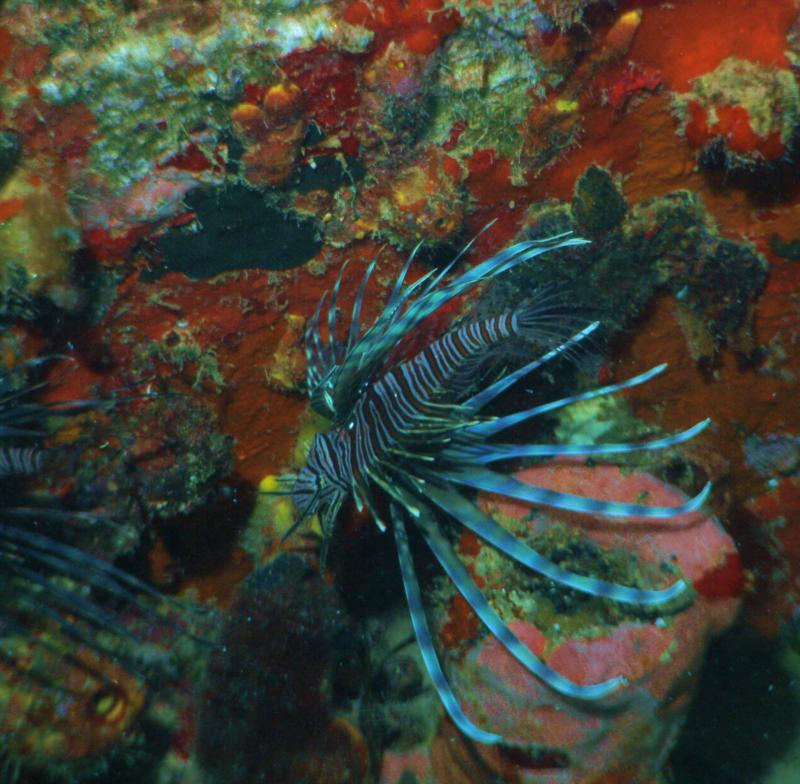 Lion fish in Jamaica