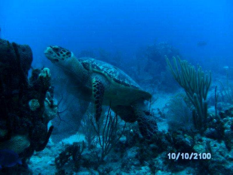 Turtle in Riviera Maya
