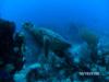 Turtle in Riviera Maya