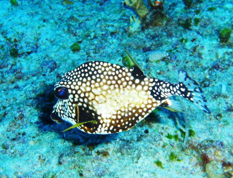 Cowfish