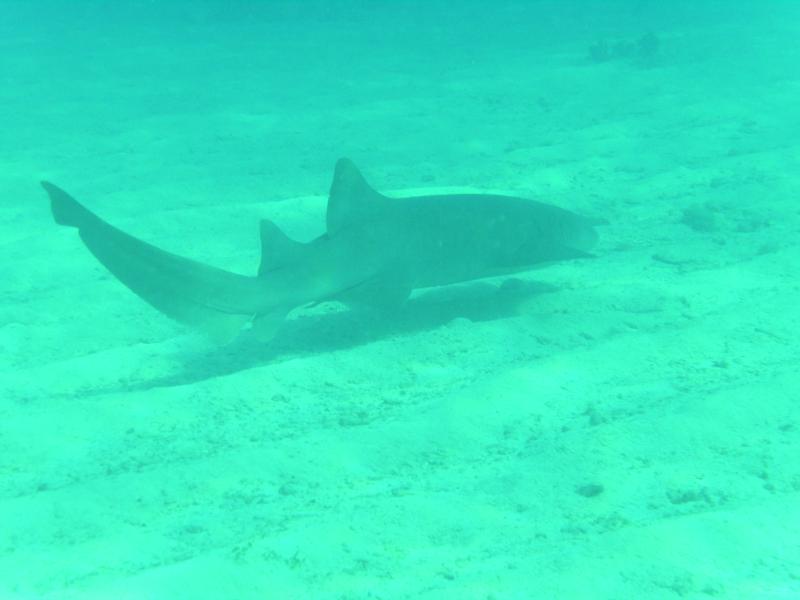 Allen - Nurse Shark - Key Largo