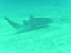 Allen - Nurse Shark - Key Largo