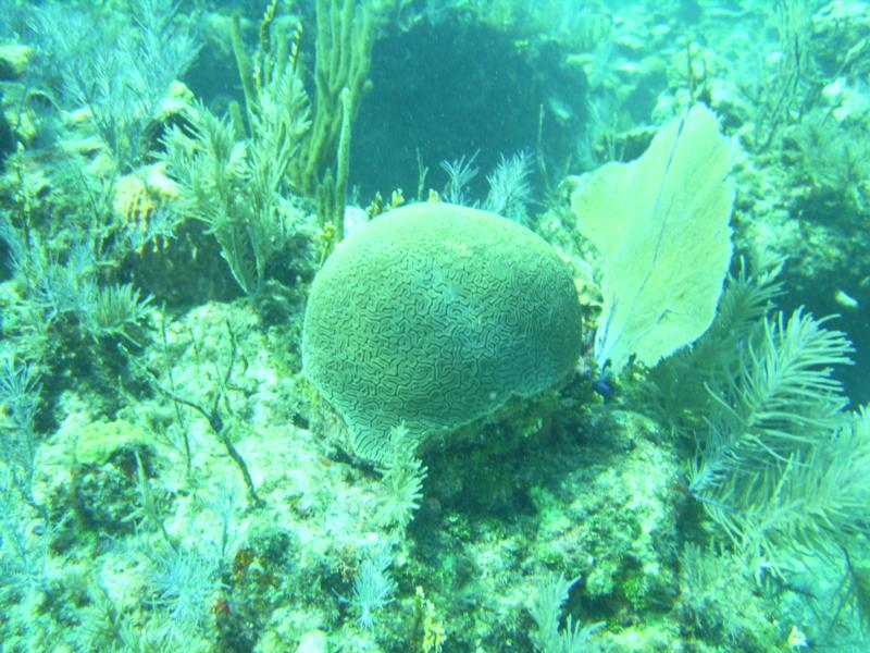 Allen - Reef - Key Largo