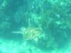 Turtle-Key Largo