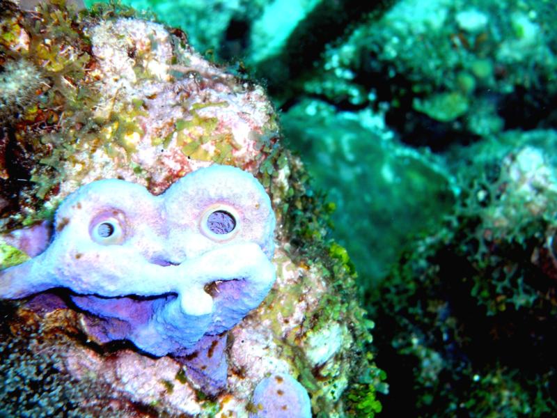 Smiley Reef