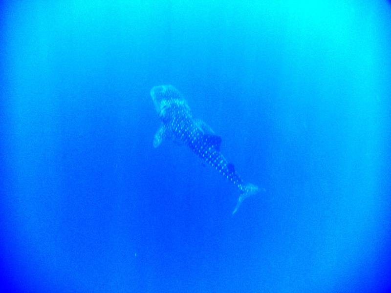 whale shark in the sun