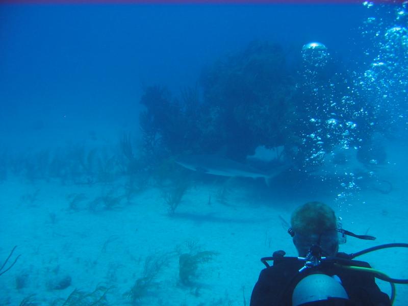 Reef Shark