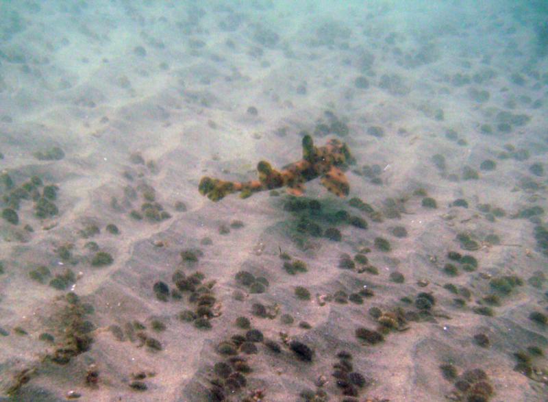 3 horn shark