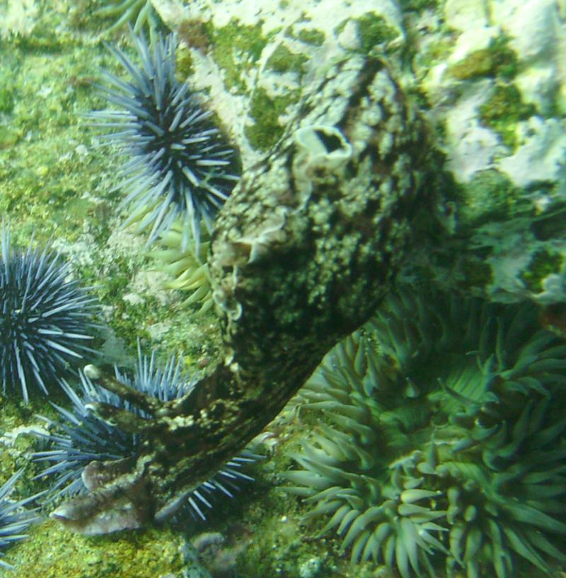 Sea Hare rock climbers