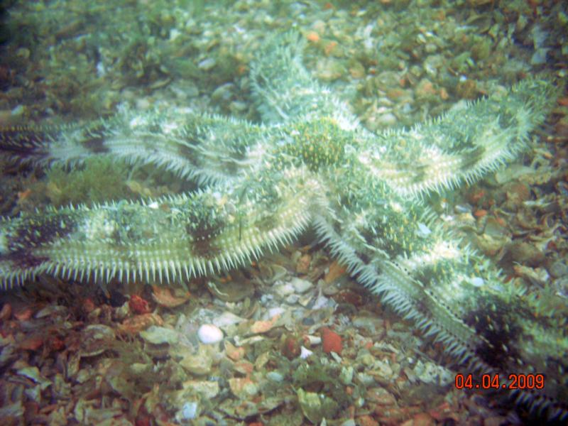 Striped Star Fish Palm Beach