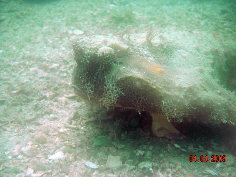 Florida Frog Fish