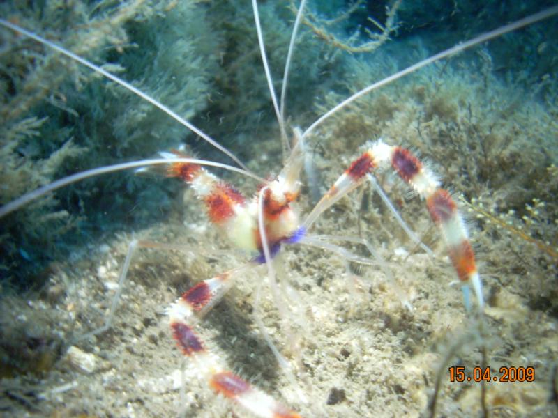 Banded Coral Shrimp