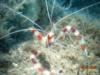 Banded Coral Shrimp