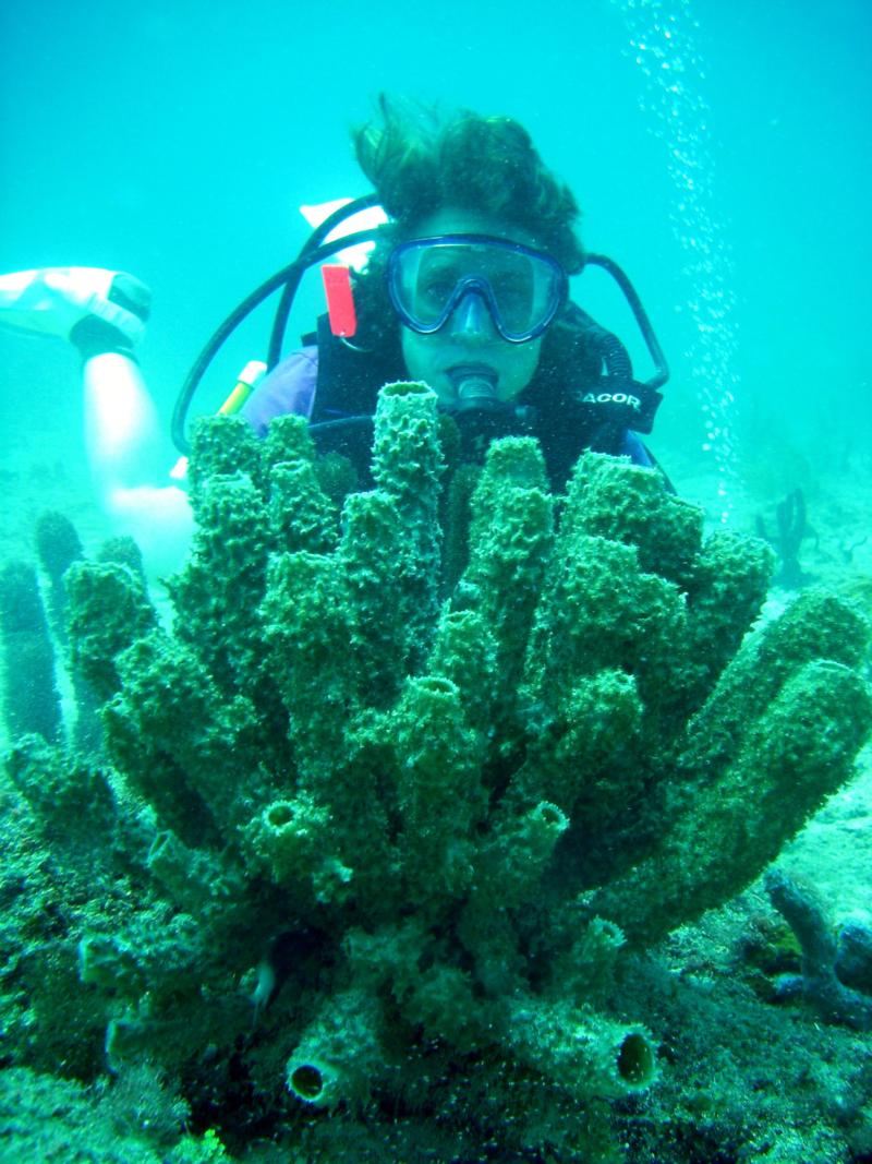 Tube Sponges Fort Lauderdale Florida