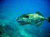 Unicorn Trigger Fish Ft Lauderdale Florida Scuba Diving