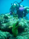 Moral Eel Ft Lauderdale Florida Scuba Diving