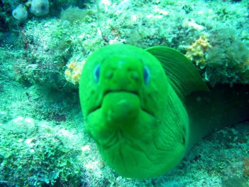 Moral Eel Miami Florida Scuba Diving