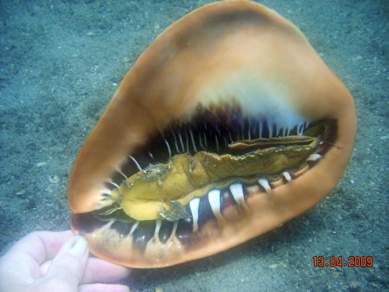 Helmet Conch Palm Beach Scuba Diving