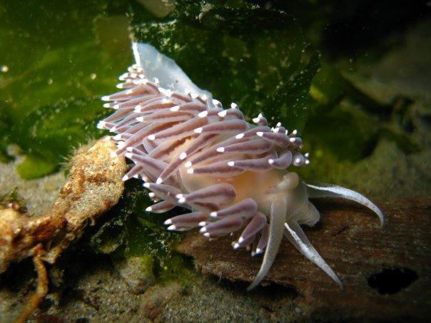 Nudibranch