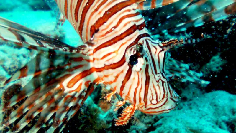 Lion Fish