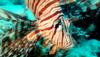 Lion Fish