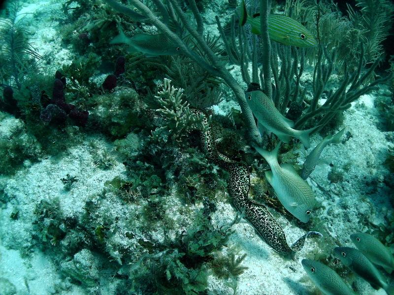 Spotted moray Keys