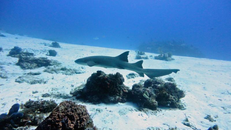 Nurse Shark