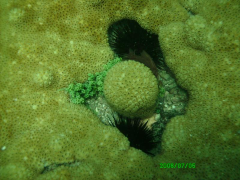 reef off Saint Lucie Inlet State Park